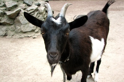 chevre