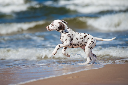 dalmatien