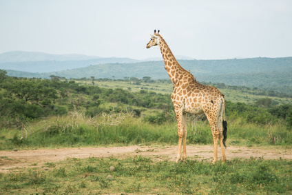 girafe