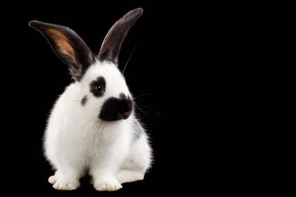 lapin