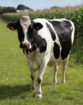 vache