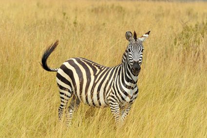 zebre